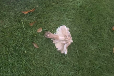 从三件事看资本和西方腐朽思想在精神领域的扩张和渗透