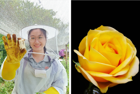 “文秀月季”定名！这朵黄花，是群众对她的思念