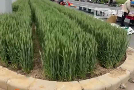 陈先义：值得推广的一个关于城市绿地改造使用的有益尝试