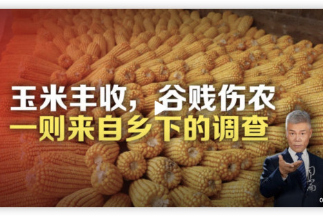司马南：玉米丰收，谷贱伤农，一则来自乡下的调查