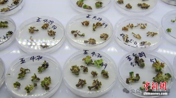 被外国间谍盯上的“亲本种子”，有多珍贵？
