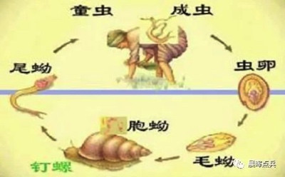 陈辉:回眸65年前毛主席领导人民抗击血吸虫病魔的伟大胜利