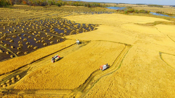 中国人的饭碗任何时候都要牢牢端在自己手上