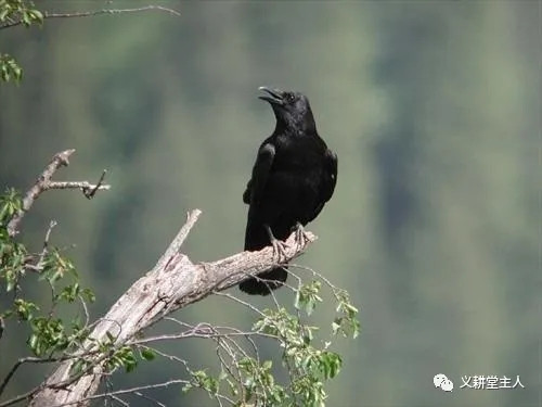 忽培元：林中乌鸦