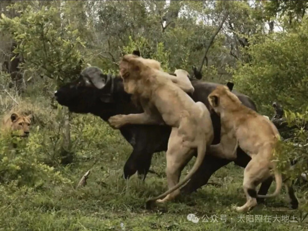 集体主义好还是自由主义好