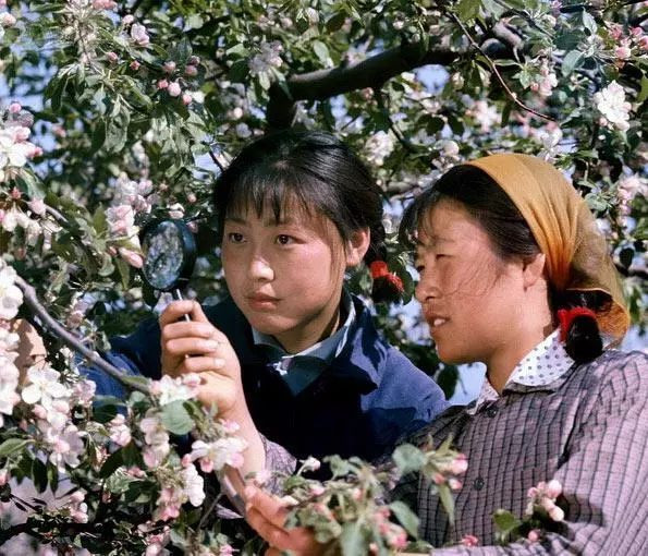 毛主席时代的美女:青春质朴健康