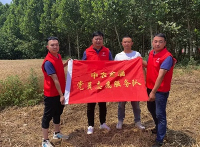 风吹麦浪,供销合作社农业社会化服务组织尽显身手!