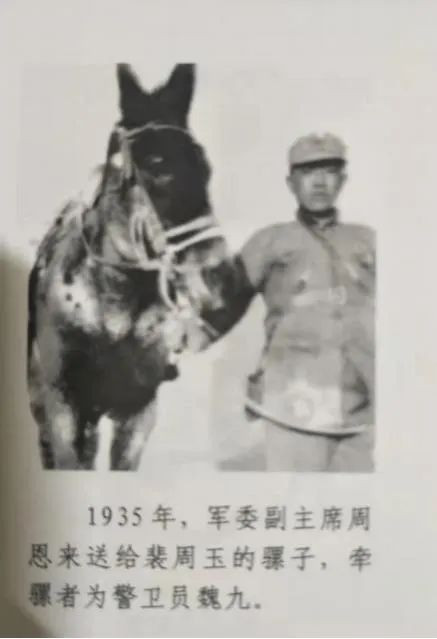 见证刘志丹的最后岁月