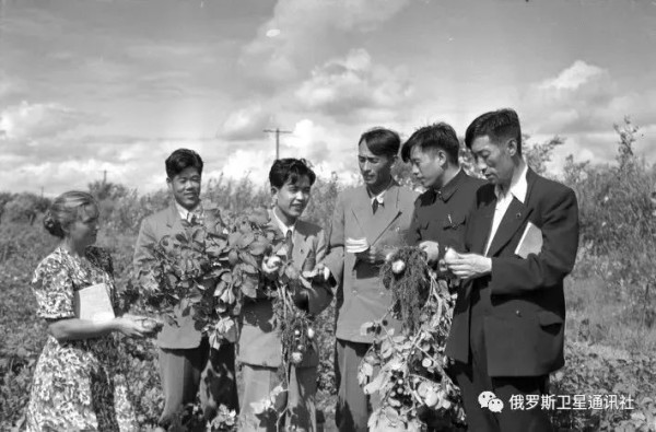 一位加拿大人眼中的中国农业合作化运动