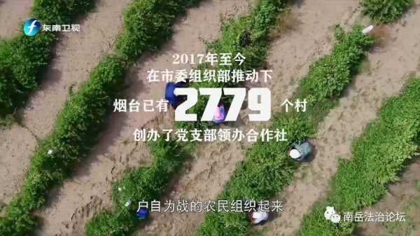 时势造英雄，“三农”新突破：山东烟台社会主义集体经济、共同富裕的星星之火，正在燎原。亿万农民又要笑了
