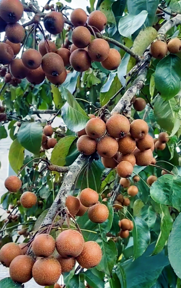 董连辉：凉水河畔存忠魂 甘棠遗爱念波平