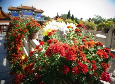 陈先义:秋高时节逢盛会,开封十月万菊吟