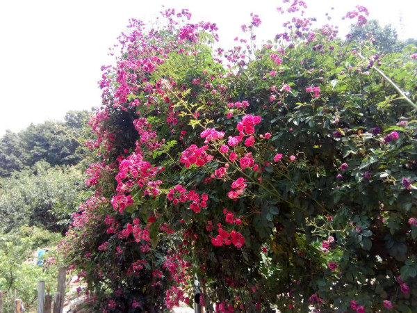 齐红深:建党一百周年登莲花山诗记