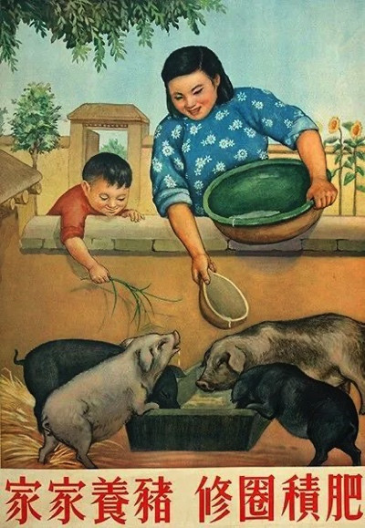 美国种猪落地武汉的背后,是一部中国土猪的消亡史