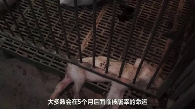 美国种猪落地武汉的背后,是一部中国土猪的消亡史