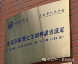 被外国间谍盯上的“亲本种子”，有多珍贵？