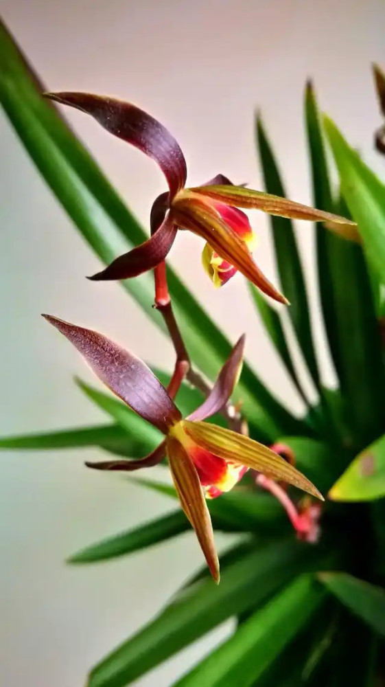 全根先:兰花:中华文明的精神之花