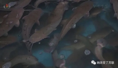 21世纪还吃不饱?关于朝鲜“吃饭问题”的辟谣和科普
