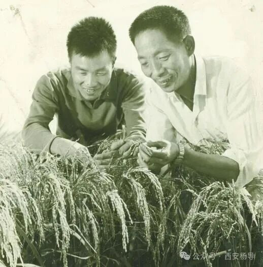 杂交水稻的成功培育，主要是社会主义大协作的功劳
