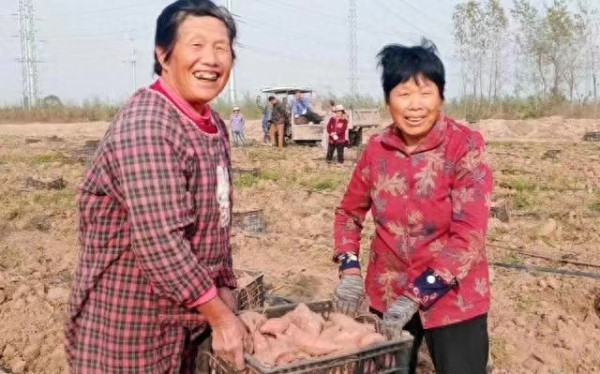 陈先义：兰考在念红薯经