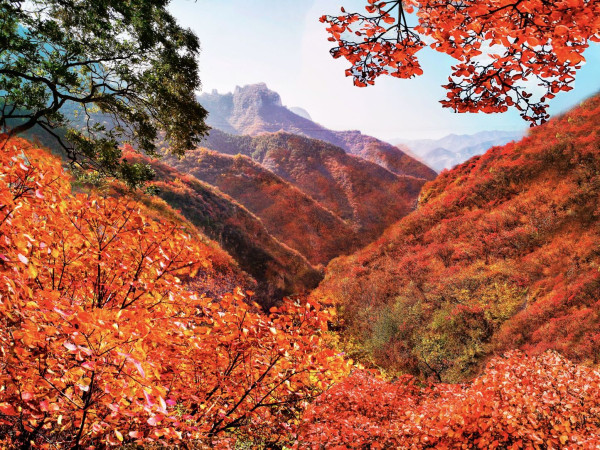 周喜俊：把绿色画卷绘在红色土地上