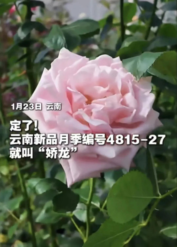陈先义：向“天山焦裕禄”式的好干部贺娇龙学习的民间倡议