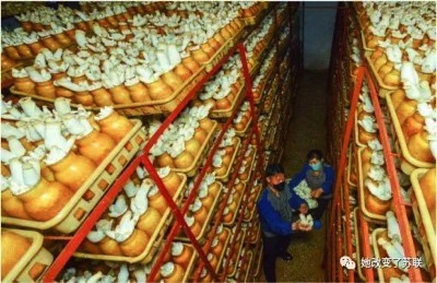 21世纪还吃不饱?关于朝鲜“吃饭问题”的辟谣和科普