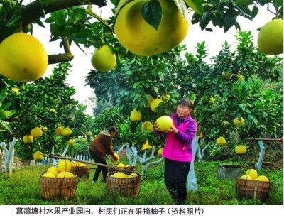 乡村集体和集体经济组织应在乡村振兴中要发挥主体作用