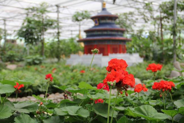 调整大小 调整大小 南宫村植物园.jpg