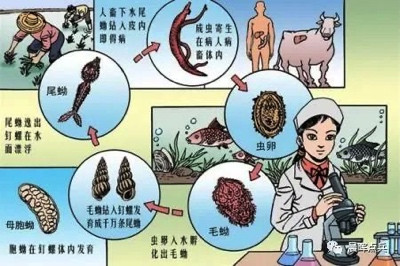 陈辉:回眸65年前毛主席领导人民抗击血吸虫病魔的伟大胜利