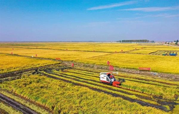 刘振起：农村振兴的关键在哪里？