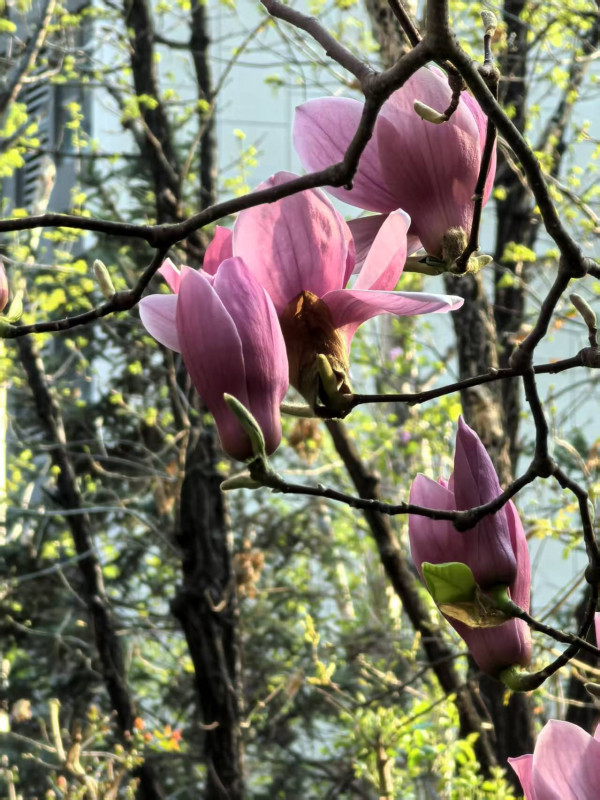 全根先:兰花:中华文明的精神之花