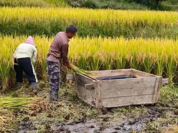 说农民种地暴利的专家，不配给他饭吃！