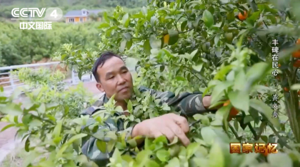 “文秀月季”定名！这朵黄花，是群众对她的思念