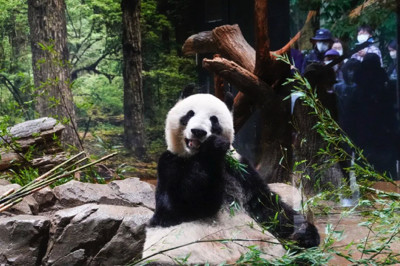 在日本体验中国春节,大熊猫和中餐缺一不可!