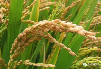 全面抗战前,日本如何破坏中国粮食安全?