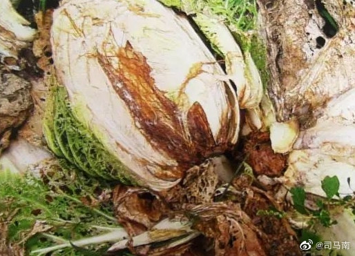司马南:一场比烂的政治“游戏”